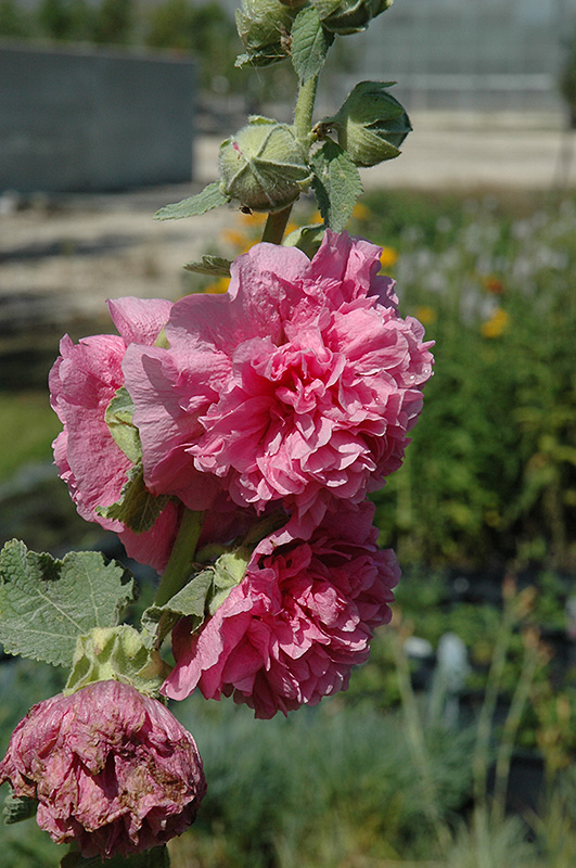 Chater's Double Pink Hollyhock (Alcea rosea 'Chater's Double Pink') at Country Basket Garden Centre