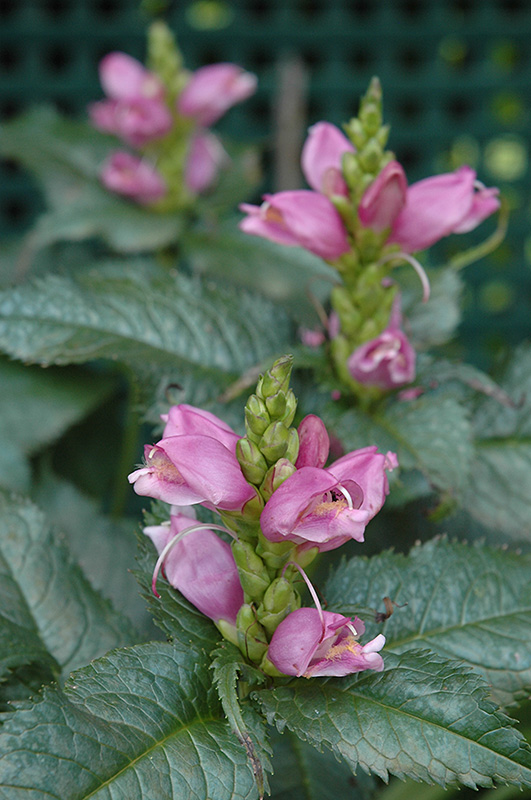Hot Lips Turtlehead (Chelone lyonii 'Hot Lips') at Country Basket Garden Centre