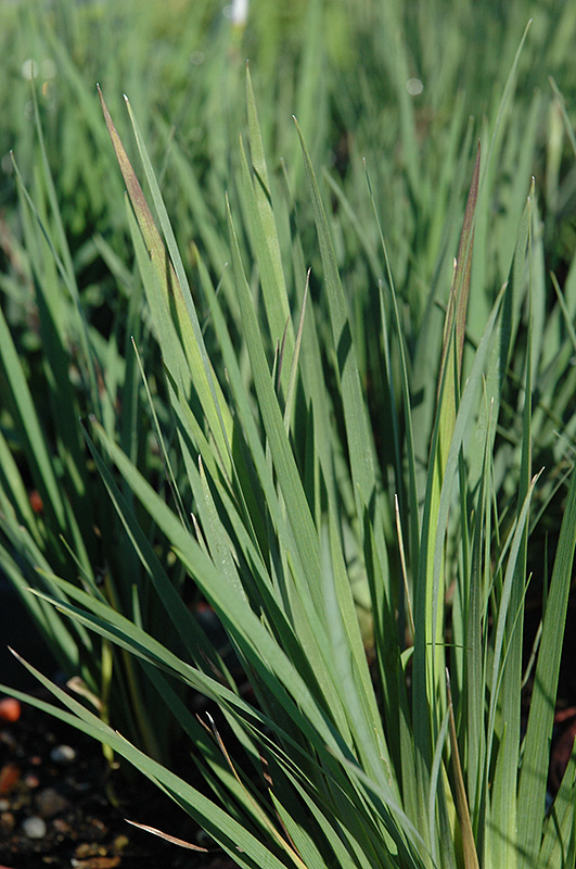 Lucerne Blue-Eyed Grass (Sisyrinchium angustifolium 'Lucerne') at Country Basket Garden Centre