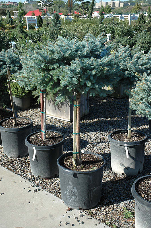 Globe Blue Spruce (tree form) (Picea pungens 'Globosa (tree form)') at Country Basket Garden Centre