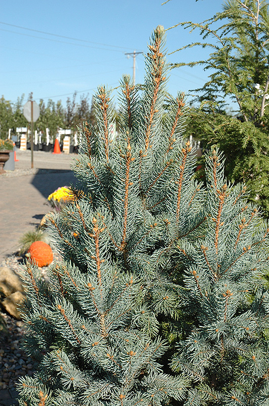 Iseli Fastigiate Spruce (Picea pungens 'Iseli Fastigiata') at Country Basket Garden Centre