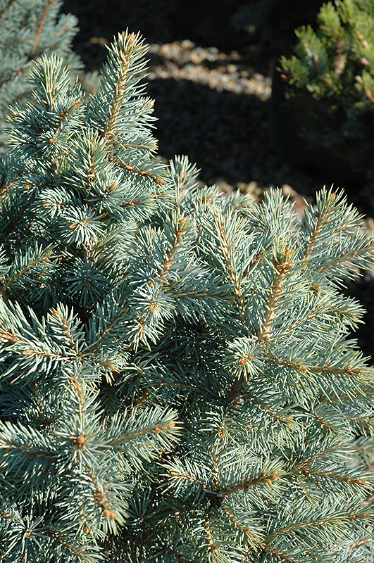 Sester Dwarf Blue Spruce (Picea pungens 'Sester Dwarf') at Country Basket Garden Centre