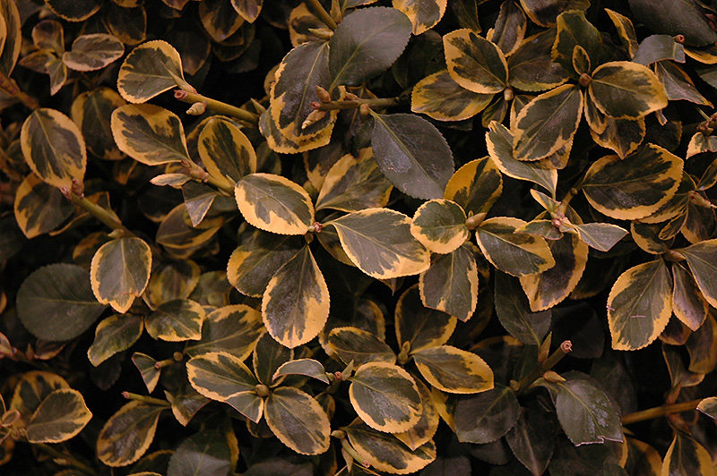 Country Gold Wintercreeper (Euonymus fortunei 'Country Gold') at Country Basket Garden Centre