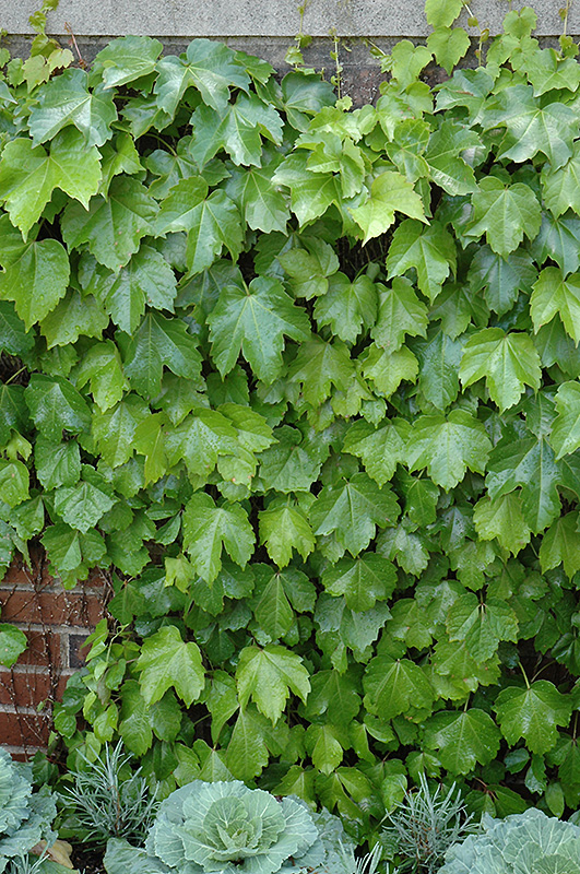 Veitch Boston Ivy (Parthenocissus tricuspidata 'Veitchii') at Country Basket Garden Centre