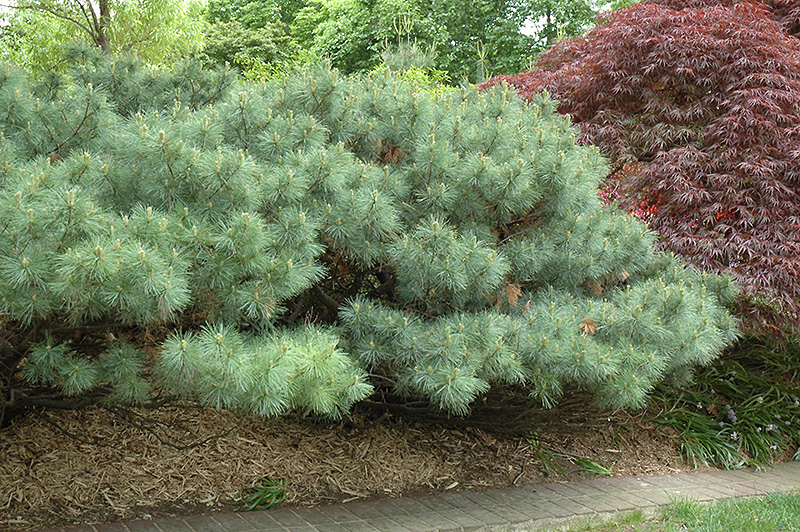 Dwarf White Pine (Pinus strobus 'Nana') at Country Basket Garden Centre