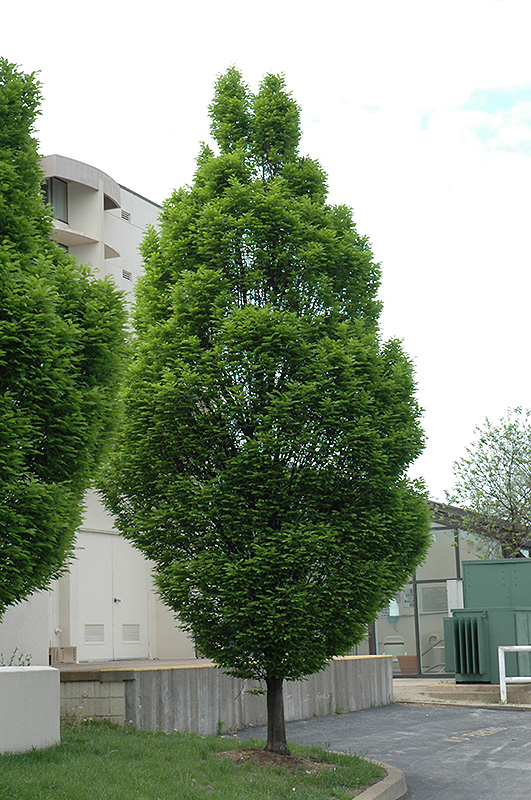 Pyramidal European Hornbeam (Carpinus betulus 'Fastigiata') at Country Basket Garden Centre