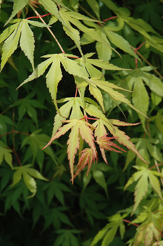 Katsura Japanese Maple (Acer palmatum 'Katsura') at Country Basket Garden Centre