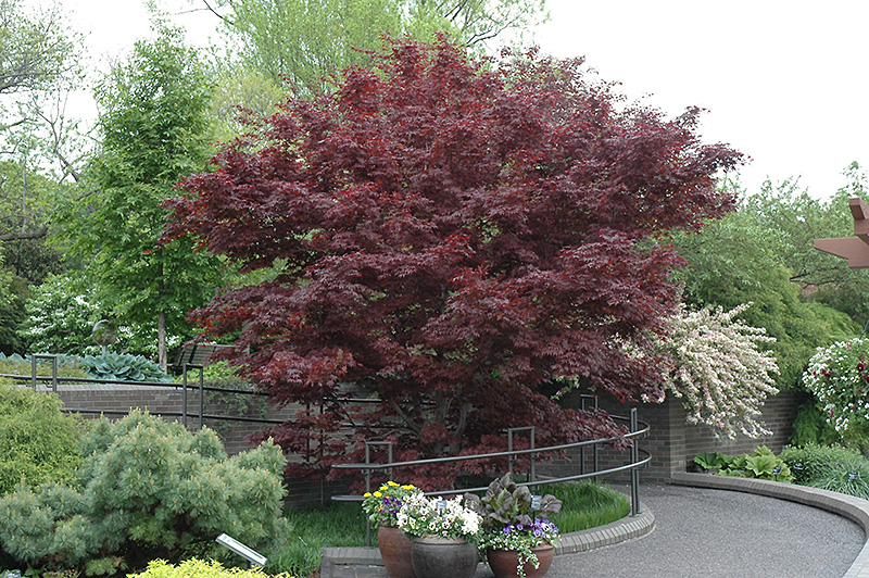 Bloodgood Japanese Maple (Acer palmatum 'Bloodgood') at Country Basket Garden Centre