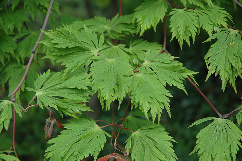Cutleaf Fullmoon Maple (Acer japonicum 'Aconitifolium') at Country Basket Garden Centre