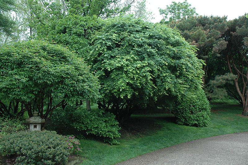 Japanese Maple (Acer palmatum) at Country Basket Garden Centre