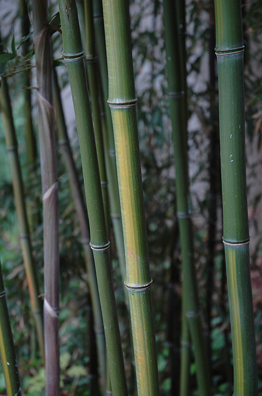Yellow Grove Bamboo (Phyllostachys aureosulcata) at Country Basket Garden Centre