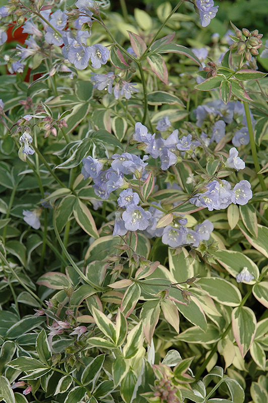 Touch Of Class Jacob's Ladder (Polemonium reptans 'Touch Of Class') at Country Basket Garden Centre