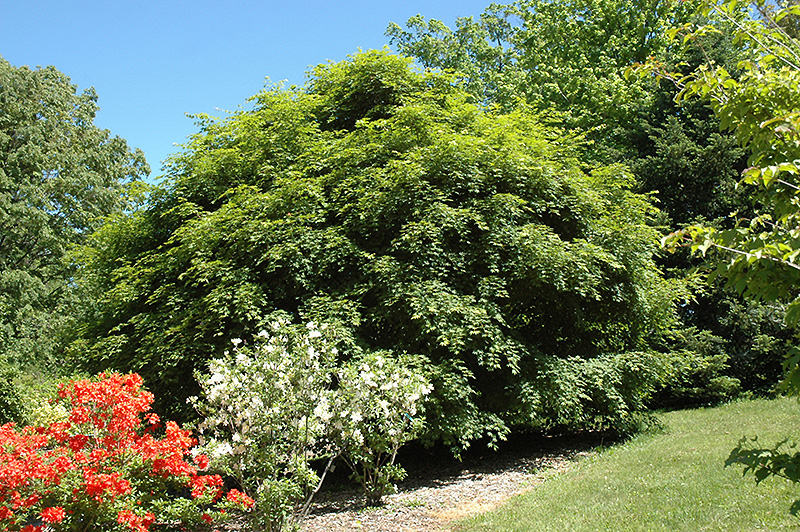 Korean Maple (Acer pseudosieboldianum) at Country Basket Garden Centre
