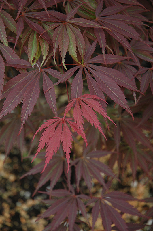 Burgundy Lace Japanese Maple (Acer palmatum 'Burgundy Lace') at Country Basket Garden Centre