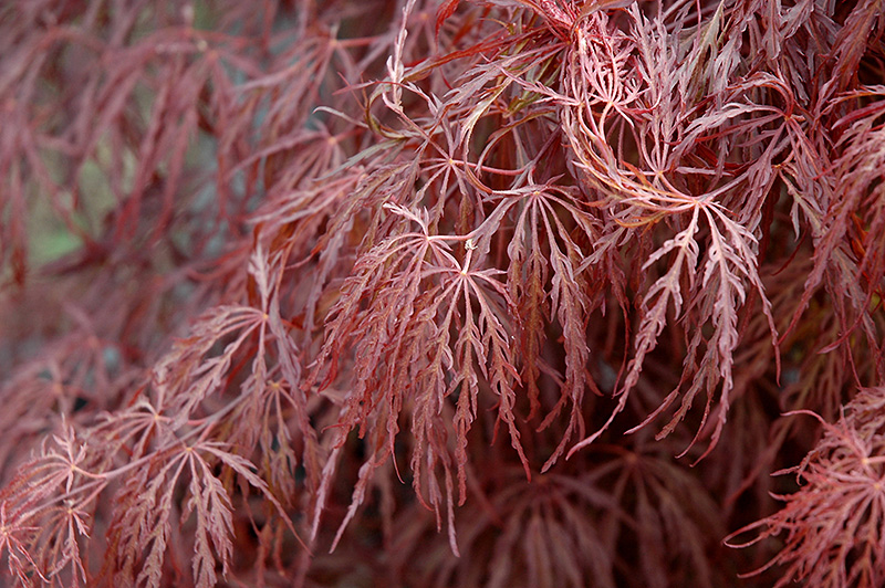 Crimson Queen Japanese Maple (Acer palmatum 'Crimson Queen') at Country Basket Garden Centre