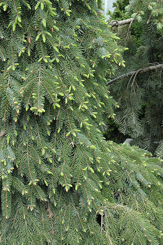 Bruns Weeping Spruce (Picea omorika 'Pendula Bruns') at Country Basket Garden Centre