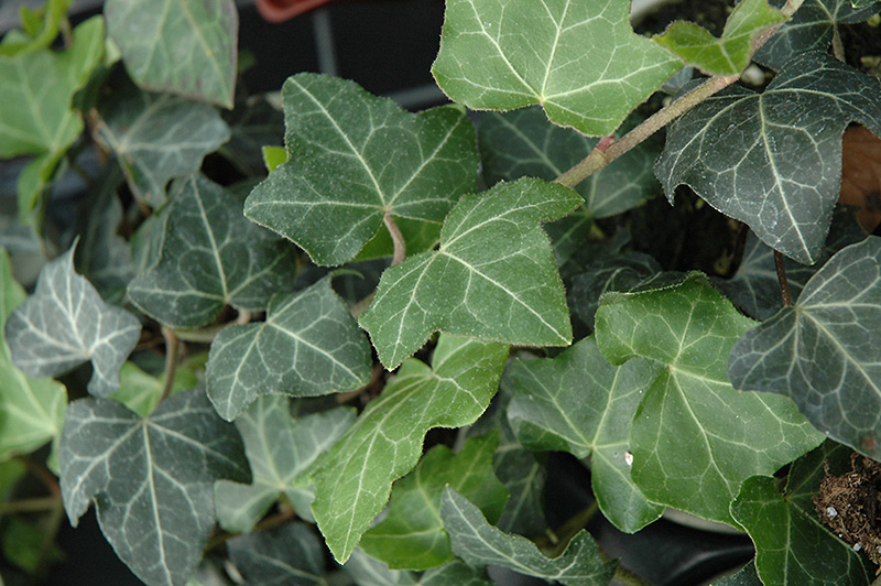 Baltic Ivy (Hedera helix 'Baltica') at Country Basket Garden Centre