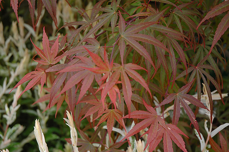 Dwarf Red Pygmy Japanese Maple (Acer palmatum 'Red Pygmy') at Country Basket Garden Centre