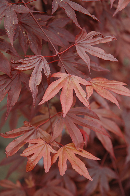 Fireglow Japanese Maple (Acer palmatum 'Fireglow') at Country Basket Garden Centre