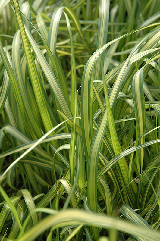 El Dorado Feather Reed Grass (Calamagrostis x acutiflora 'El Dorado') at Country Basket Garden Centre