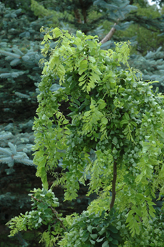 Twisted Baby Black Locust (Robinia pseudoacacia 'Lace Lady') at Country Basket Garden Centre