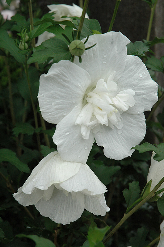White Chiffon Rose of Sharon (Hibiscus syriacus 'Notwoodtwo') at Country Basket Garden Centre