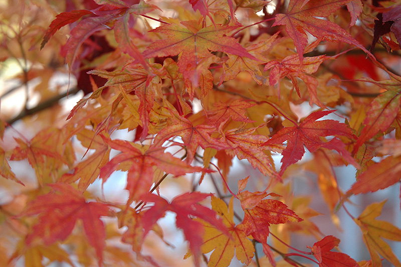 Butterfly Variegated Japanese Maple (Acer palmatum 'Butterfly') at Country Basket Garden Centre