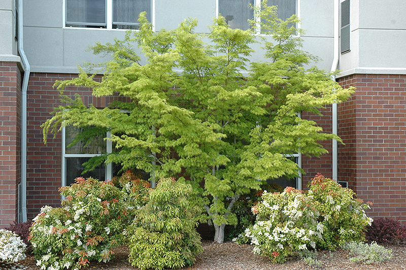 Seiryu Japanese Maple (Acer palmatum 'Seiryu') at Country Basket Garden Centre