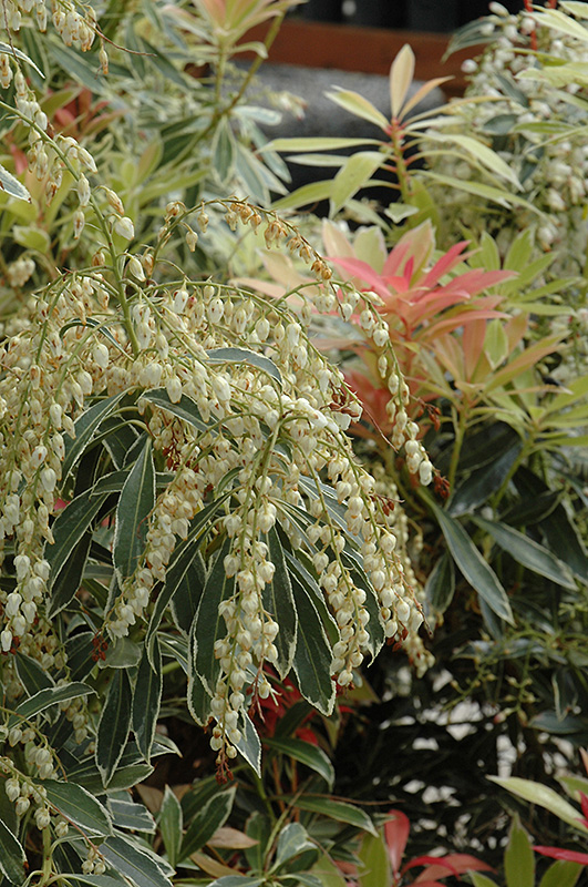 Flaming Silver Japanese Pieris (Pieris japonica 'Flaming Silver') at Country Basket Garden Centre