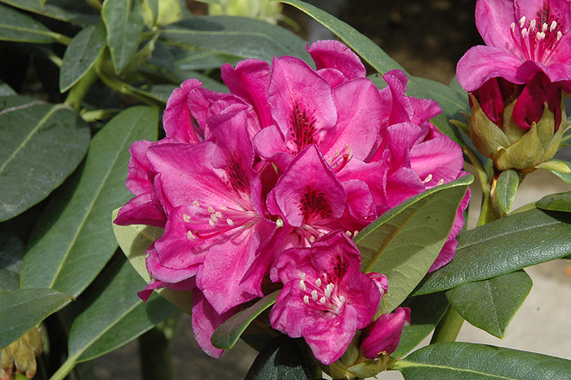 Wojnar's Purple Rhododendron (Rhododendron 'Wojnar's Purple') at Country Basket Garden Centre