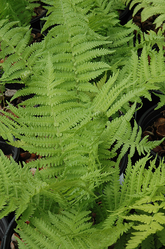 The King Ostrich Fern (Matteuccia 'The King') at Country Basket Garden Centre