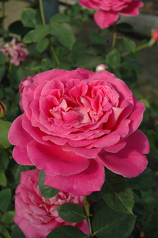 Pink Peace Rose (Rosa 'Pink Peace') at Country Basket Garden Centre