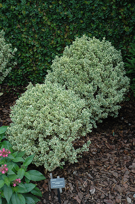 Variegated Boxwood (Buxus sempervirens 'Variegata') at Country Basket Garden Centre