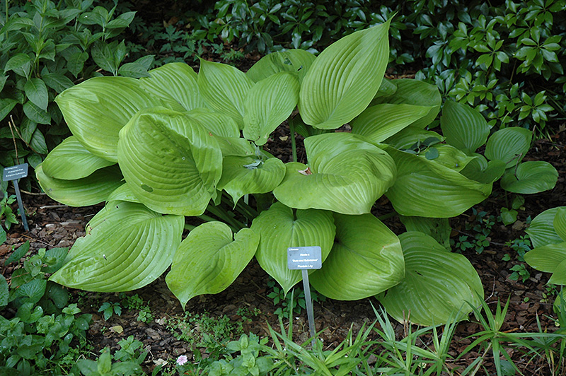 Sum and Substance Hosta (Hosta 'Sum and Substance') at Country Basket Garden Centre