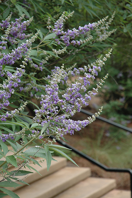 Lavender Lady Chaste Tree (Vitex agnus-castus 'Lavender Lady') at Country Basket Garden Centre