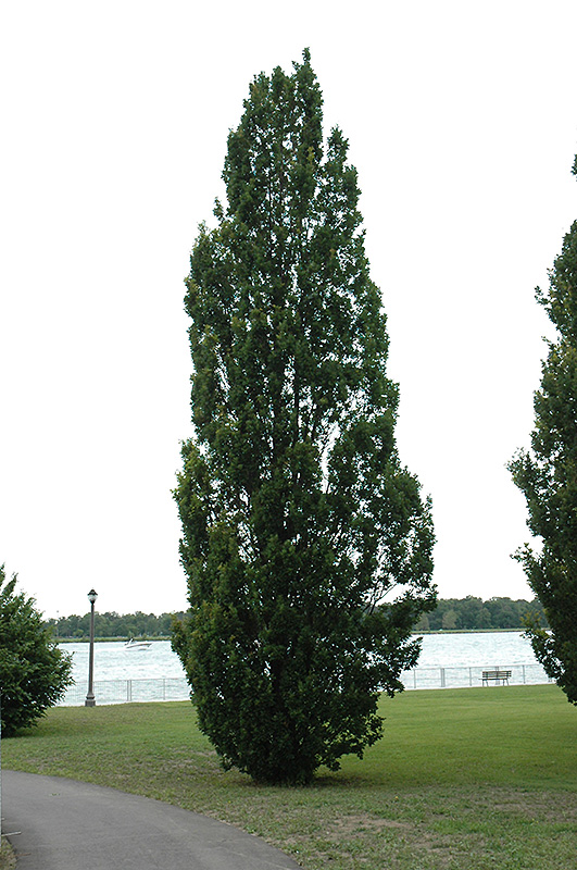 Pyramidal English Oak (Quercus robur 'Fastigiata') at Country Basket Garden Centre