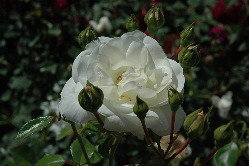 White Dawn Rose (Rosa 'White Dawn') at Country Basket Garden Centre
