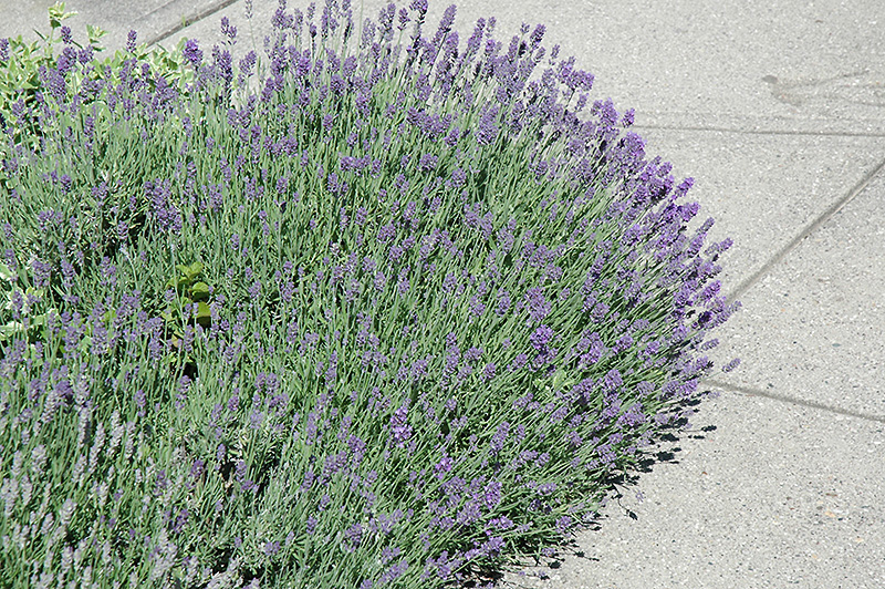 Munstead Lavender (Lavandula angustifolia 'Munstead') at Country Basket Garden Centre