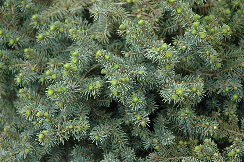 Dwarf Black Spruce (Picea mariana 'Nana') at Country Basket Garden Centre