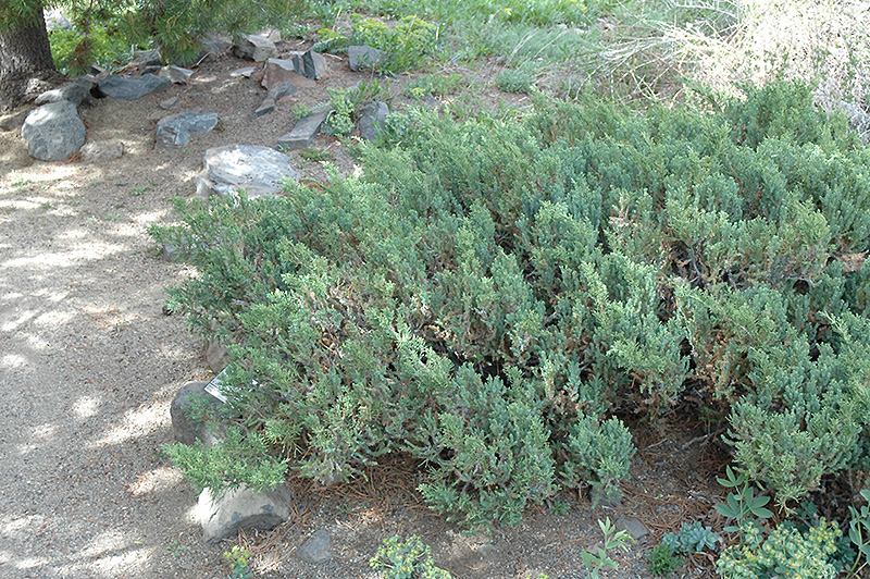 San Jose Juniper (Juniperus chinensis 'San Jose') at Country Basket Garden Centre