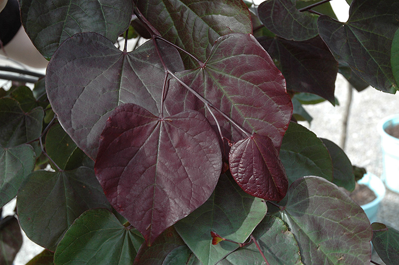 Burgundy Hearts Redbud (Cercis canadensis 'Greswan') at Country Basket Garden Centre