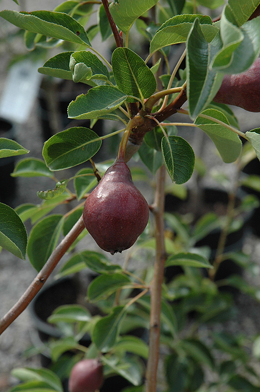 Max Red Bartlett Pear (Pyrus communis 'Max Red Bartlett') at Country Basket Garden Centre