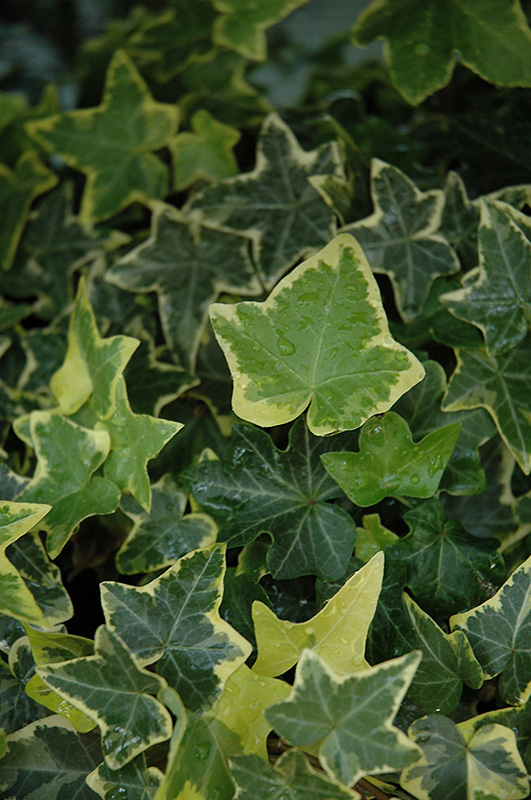 Gold Child Ivy (Hedera helix 'Gold Child') at Country Basket Garden Centre