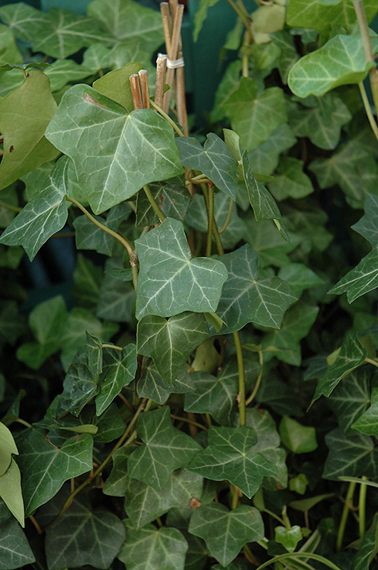 Thorndale Ivy (Hedera helix 'Thorndale') at Country Basket Garden Centre