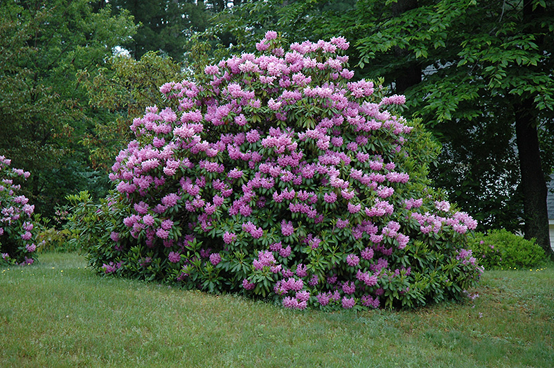 Grandiflorum Rhododendron (Rhododendron catawbiense 'Grandiflorum') at Country Basket Garden Centre
