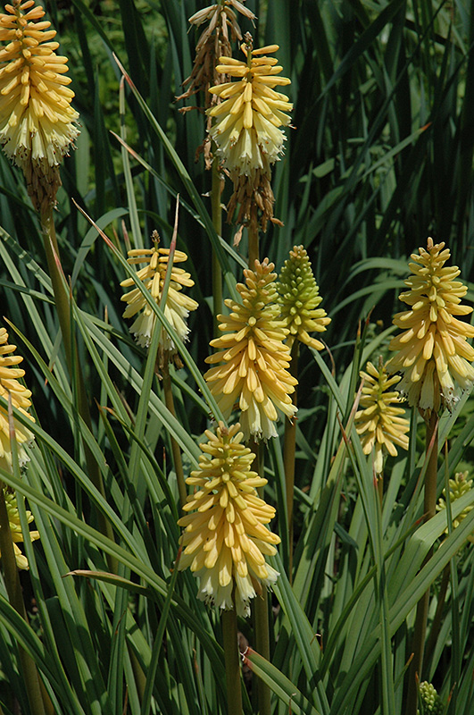 Candle Light Torchlily (Kniphofia 'Candle Light') at Country Basket Garden Centre