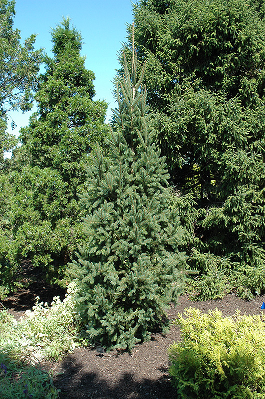 Columnar Norway Spruce (Picea abies 'Cupressina') at Country Basket Garden Centre