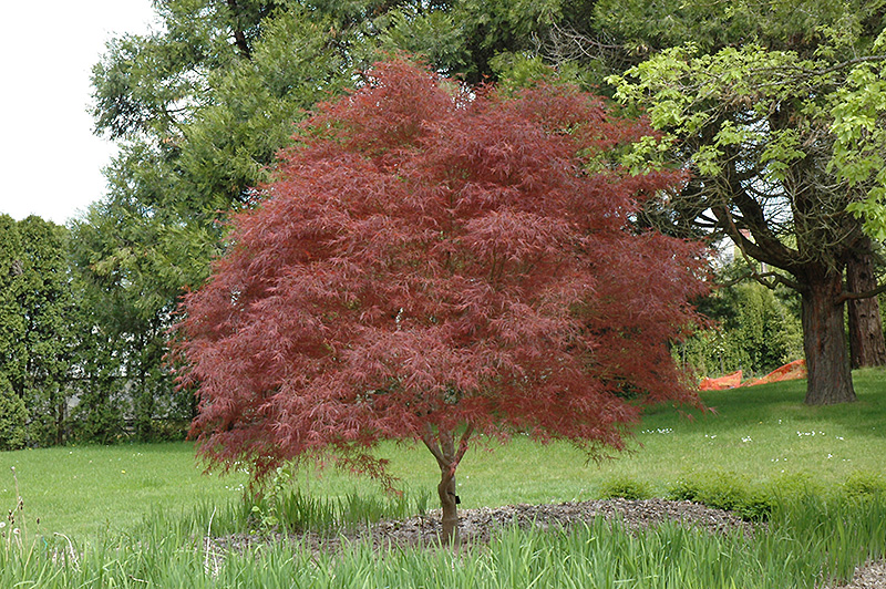 Dwarf Red Pygmy Japanese Maple (Acer palmatum 'Red Pygmy') at Country Basket Garden Centre