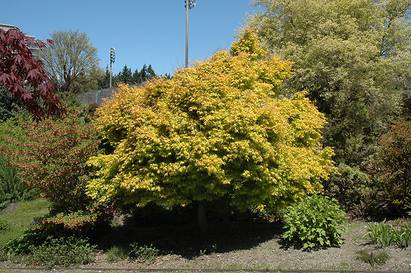 Katsura Japanese Maple (Acer palmatum 'Katsura') at Country Basket Garden Centre