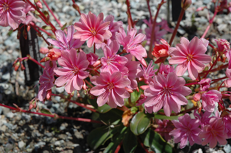 Bitterroot (Lewisia cotyledon) at Country Basket Garden Centre